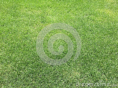 Green grass and lawn Stock Photo